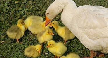 Jak se starat o housata od prvních dnů?